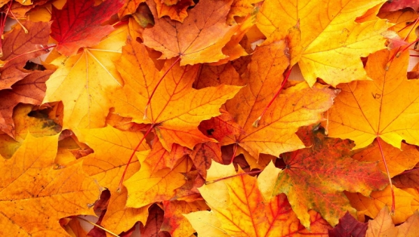 Le programme des mercredis de novembre à décembre 2019