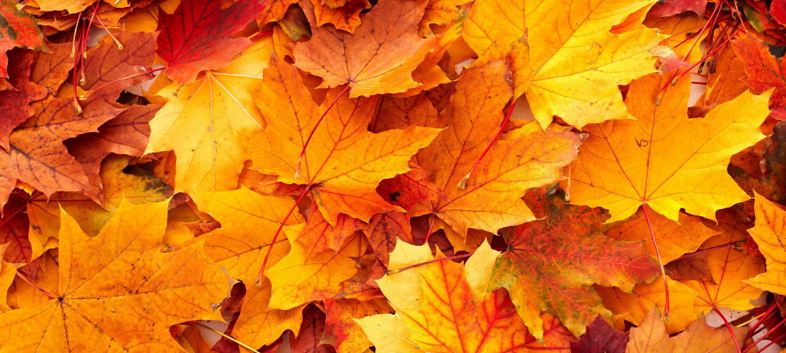 Le programme des mercredis de novembre à décembre 2025